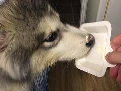 -爱侣宠医·鹦鹉专科·小型哺乳类·异宠专科(灵石路店)