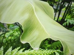 -国家植物园南园