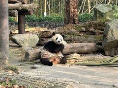 -都江堰中华大熊猫苑