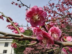 -红梅公园