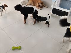 -汪说·狗咖·拼豆·宠物周边DIY(旺城大厦店)