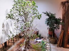 -成川茶店·潮汕工夫浓茶(万象店)