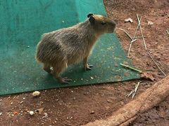-海南热带野生动植物园