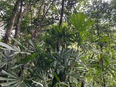 -海南热带雨林国家公园吊罗山景区