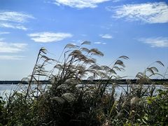 -洪湖湿地生态园