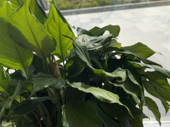 -麦当劳(北苑秋实路店)