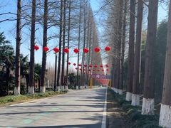 -黄海国家森林公园