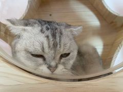 -猫咪派对(江南西店)