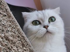-MOYOYO猫咪咖啡店