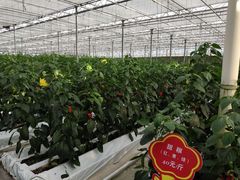 -上海鲜花港