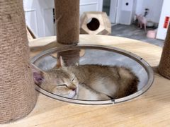 -楼上猫咖(罗湖店)