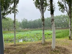-东郊湿地公园