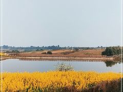 -空港花田景区