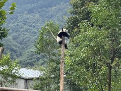 -卧龙中华大熊猫苑神树坪基地
