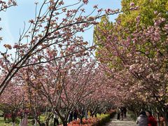 -高东镇樱花园