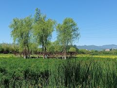 -永定河休闲森林公园