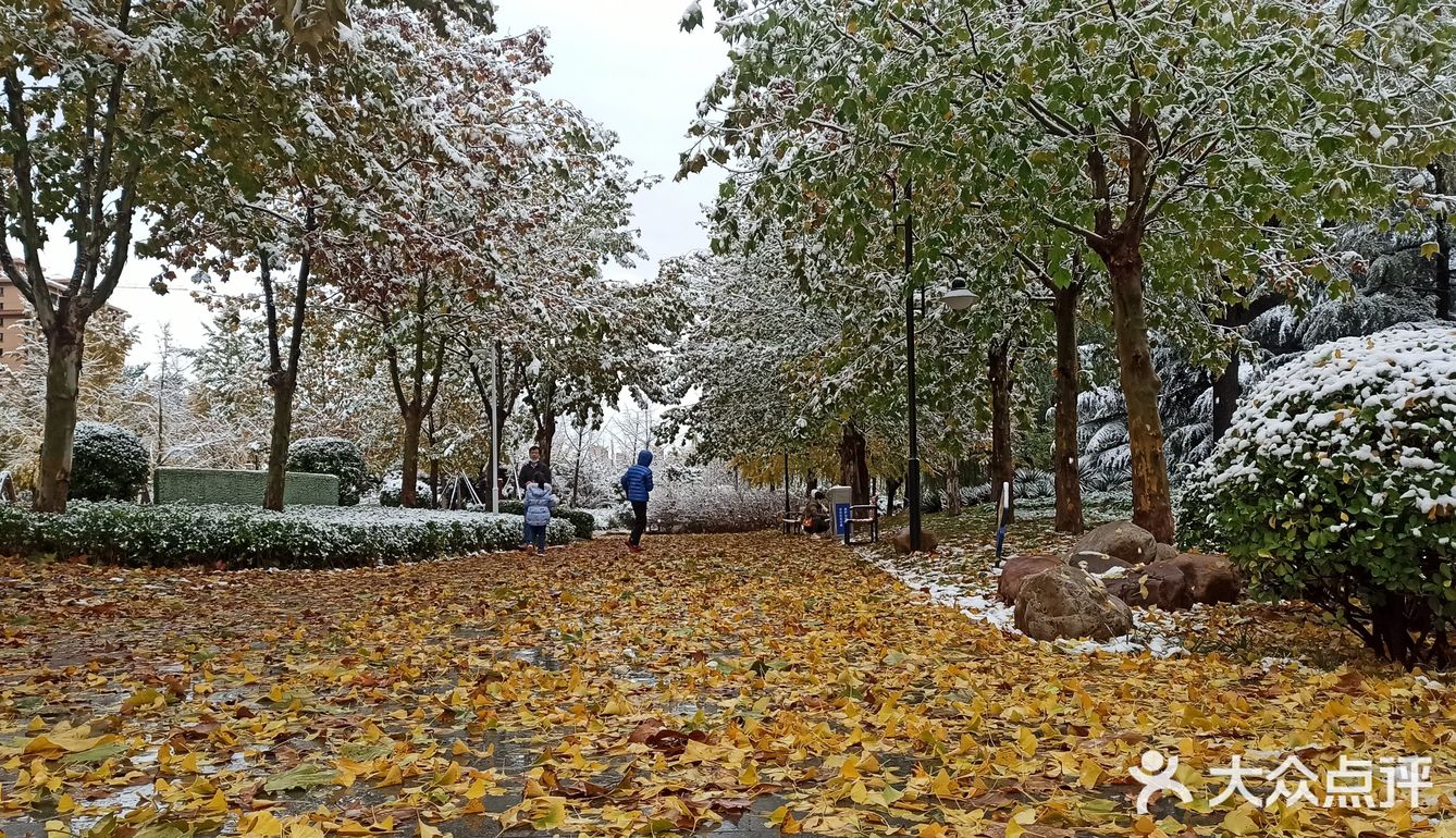 东环公园雪景和黄叶