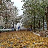 东环公园雪景和黄叶