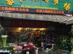-曲阳花鸟市场(曲阳路店)