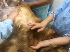 -汪喵宠物医院·骨科心脏影像·犬猫急重症ICU诊疗中心(成华分院)