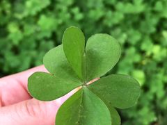 -武汉大学-樱园