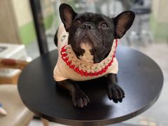 -喜洋洋宠物医院(震川路总店)