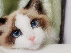 -艾吉宠物医院·疑难杂症转诊中心·猫友好(碧江路院)