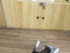 -中农大我爱我爱24h动物医院·中医针灸·猫专科·骨科医疗中心(双井店)