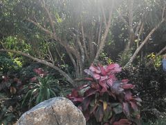 -中国科学院西双版纳热带植物园