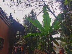 -张醪糟