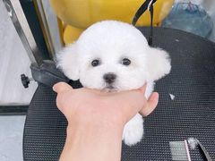 -萌宠之家·腊肠犬·马尔泰·小体犬舍