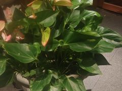 -丹江渔村(望京店)