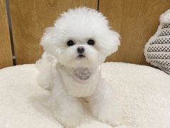 -严国平动物医院(德政总院)