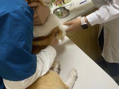 -爱佳宠物中心医院24H·CT·骨外科·猫专科(瑶海万达店)