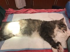 -艾贝尔宠物医院·24H转诊中心·肿瘤猫专科(江宁双龙店)