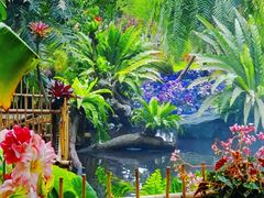 -深圳仙湖植物园