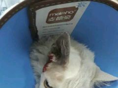 -邢大夫动物医院