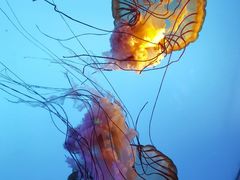 -太平洋海底世界