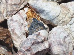 -Oyster Talks 四度蚝法餐厅