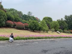 -紫金山山顶公园