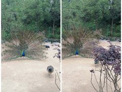 -杭州野生动物世界