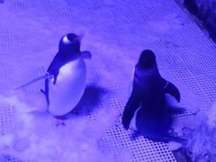 -成都浩海立方海洋公园