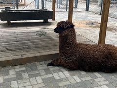 -长白岛森林公园