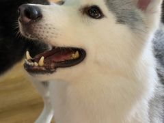 -Husky Go! 哈士奇体验馆·宠物咖啡厅狗咖