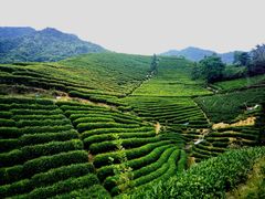 -龙坞茶村