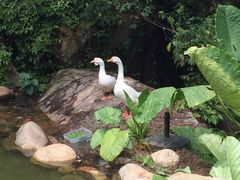 -厦门园林植物园-植物园滴水山房