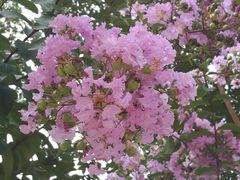 -武汉紫薇都市田园