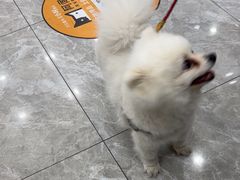 -瑞鹏宠物医院·骨外科·心肾科·肿瘤科(九亭店)