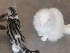 -飞行喵MR PILOT|猫舍·猫咖(静安大融城店)