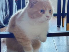 -北京观赏动物医院·24小时大型综合·猫专科·异宠专科